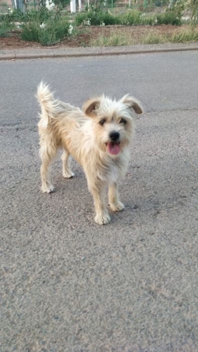 Croisée Terrier