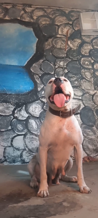 Dog Argentine