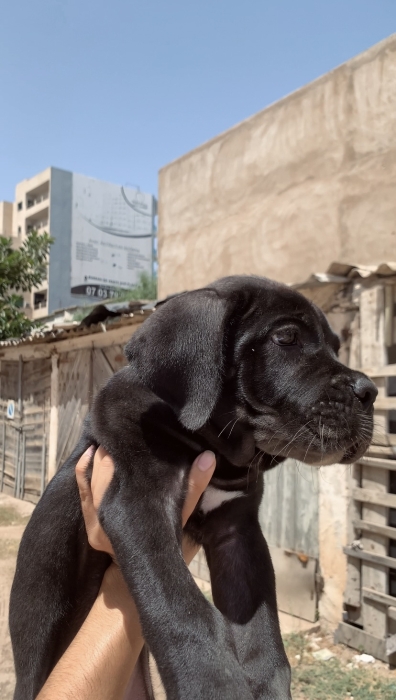 cane corso male