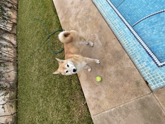 Shiba - Adoption