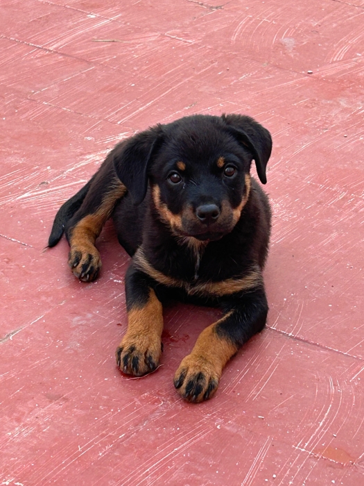 Rottwaillr