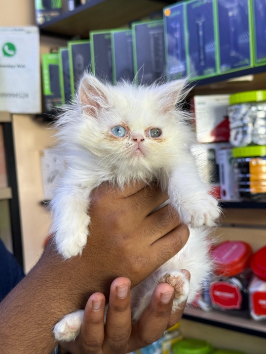 Femelle persan blanche yeux vairons