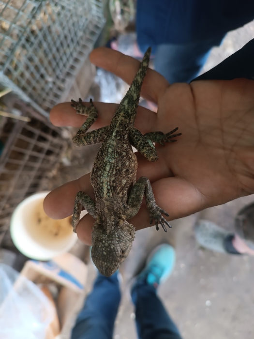 Agama dragon