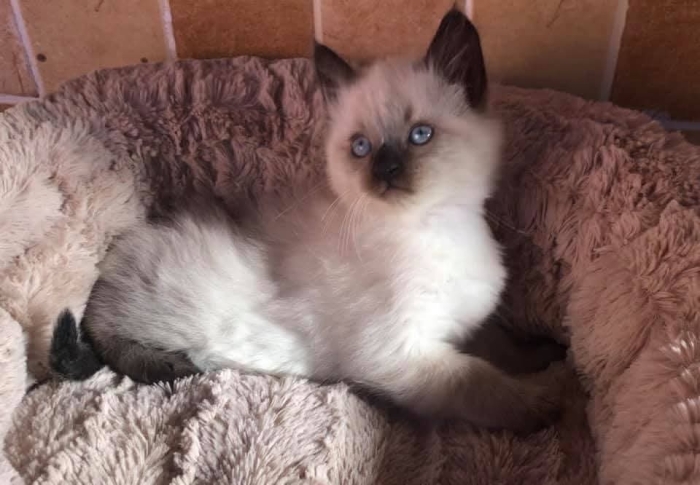 Siamois himalayen