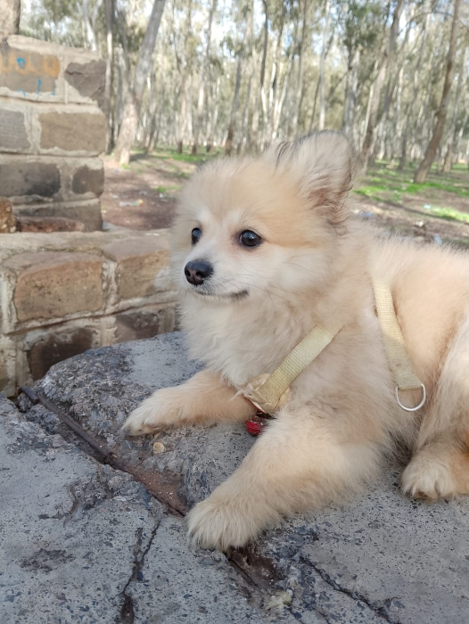 Spitz allemand