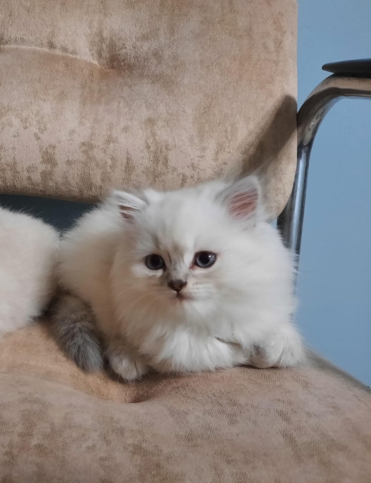 Adorables chatons à vendre