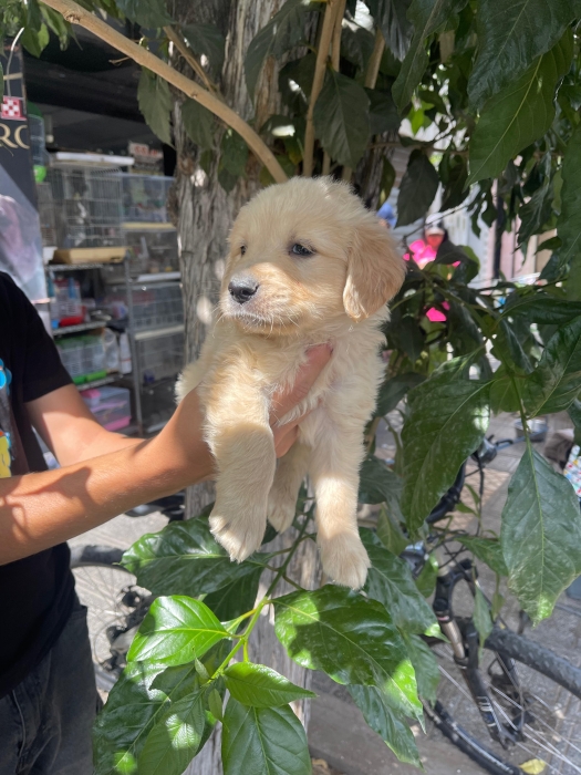 golden retriever