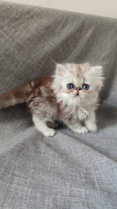 Mâle persan chinchilla