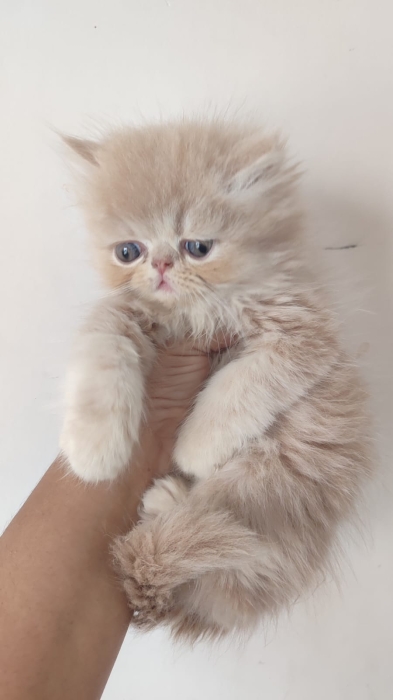 Chaton persan male