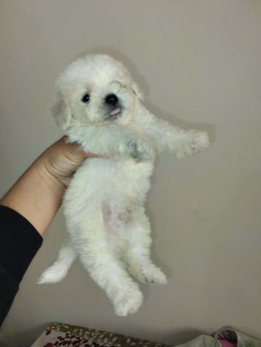 Bichon maltais