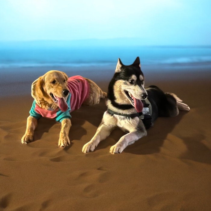 Chiots croisés Golden Retriever X Husky