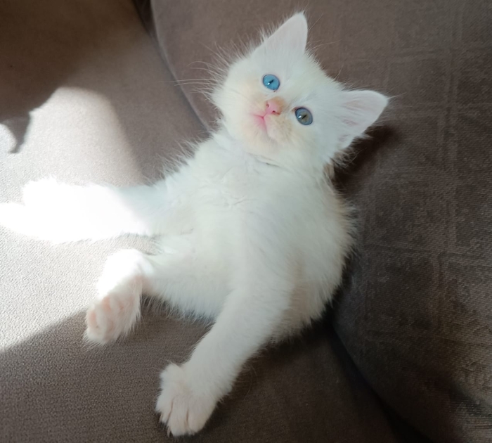 Angora turc