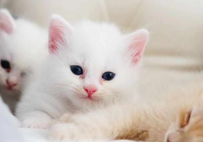 Chattons angora turke