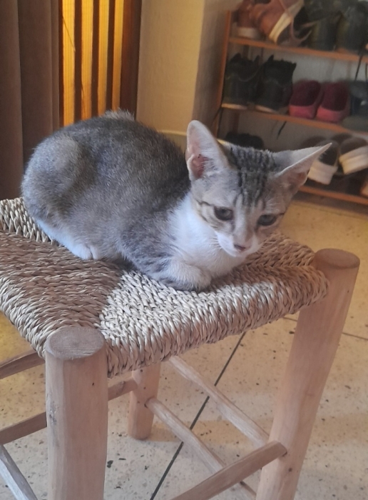 Chaton à  donner