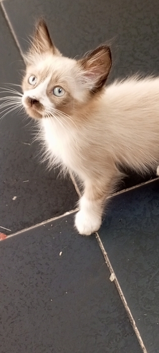 Ragdoll kitten