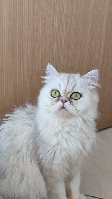 Femelle persan chinchilla silver