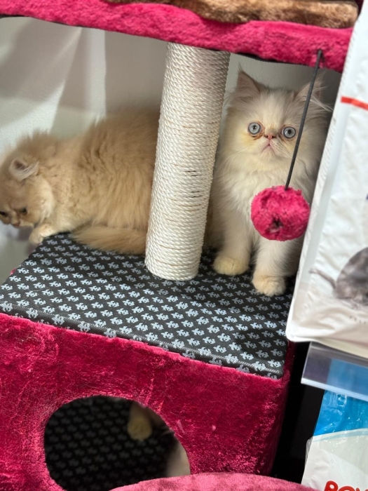 Persan chaton
