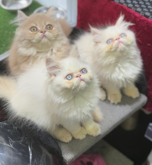 Persan chaton
