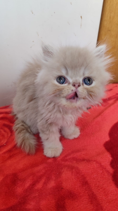 Chaton persan