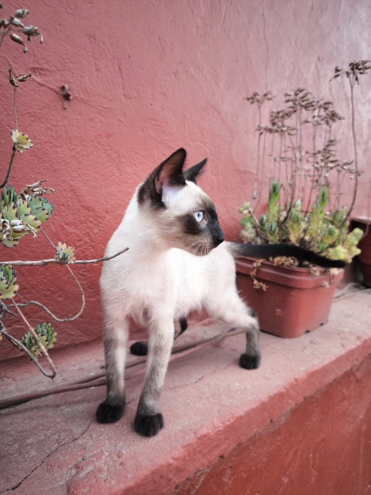 Chat Siamois Mâle