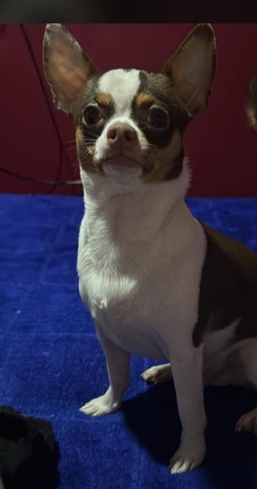 Chihuahua