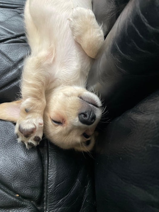 Jack Russell