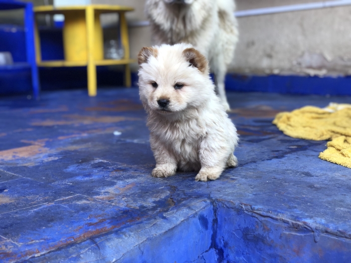 Chowchow