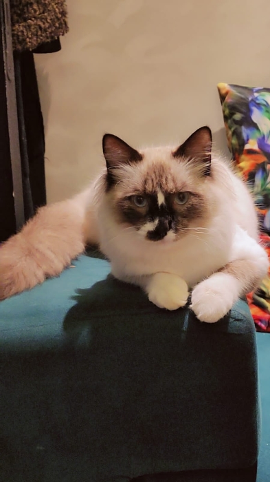 Ragdoll