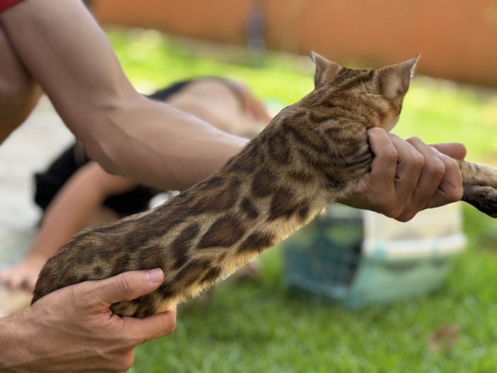 Bengal