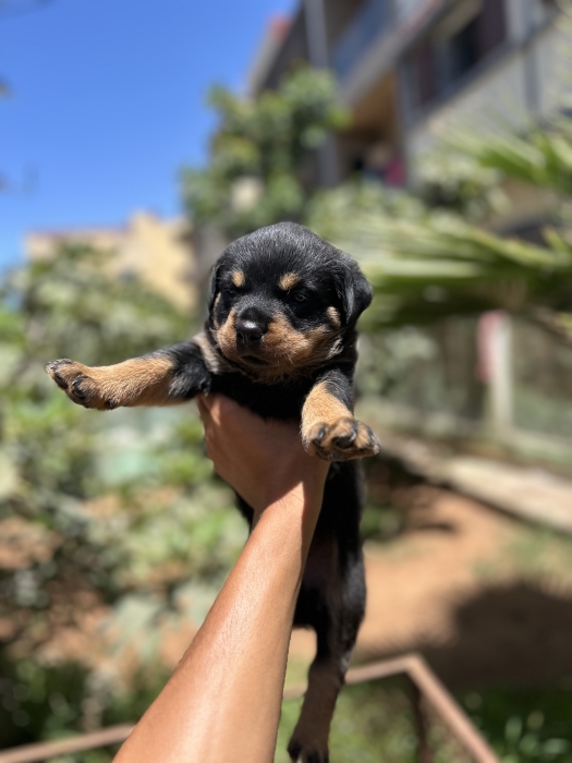 Femelle rottweiler