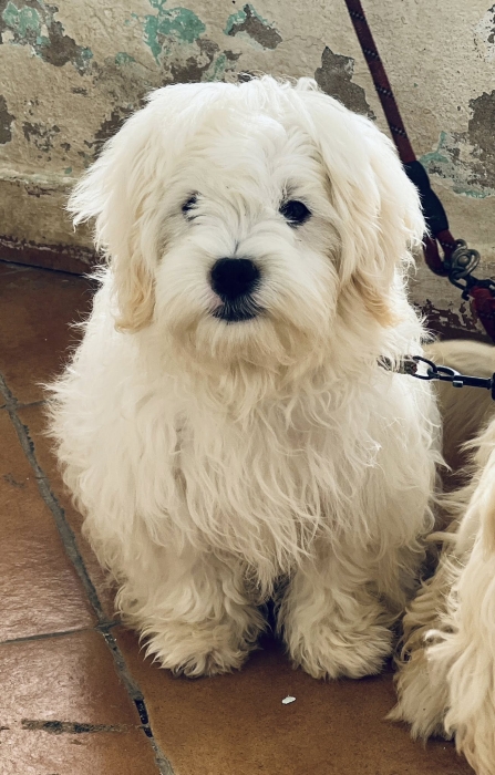 bichon blanche tanger