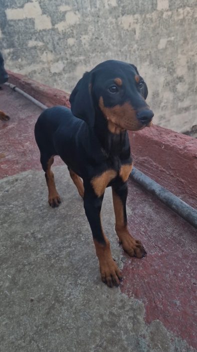 Male de doberman