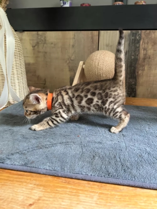 Bengal