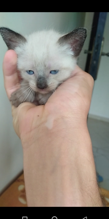 Chatons siamois originaux