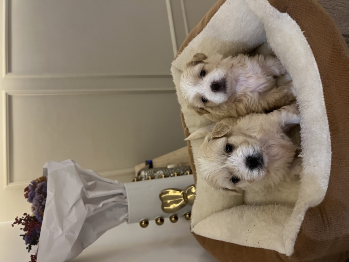 Bichon Havanais