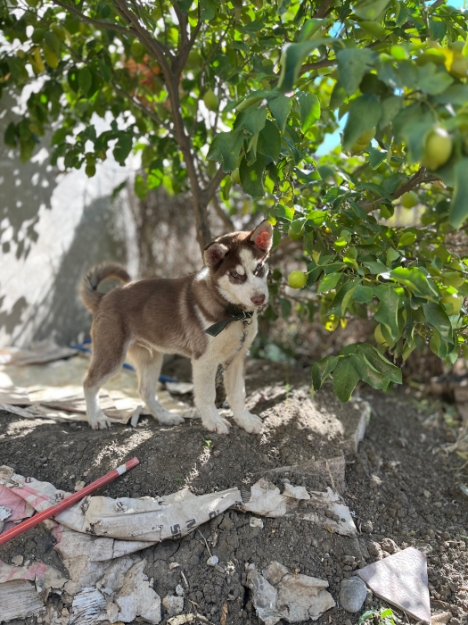 Siberian Husky