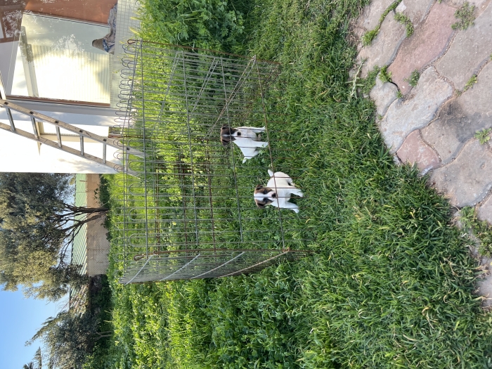 Jack Russell