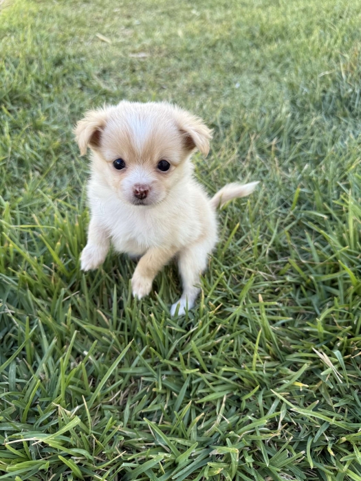 Spitz, chihuahua poils longs