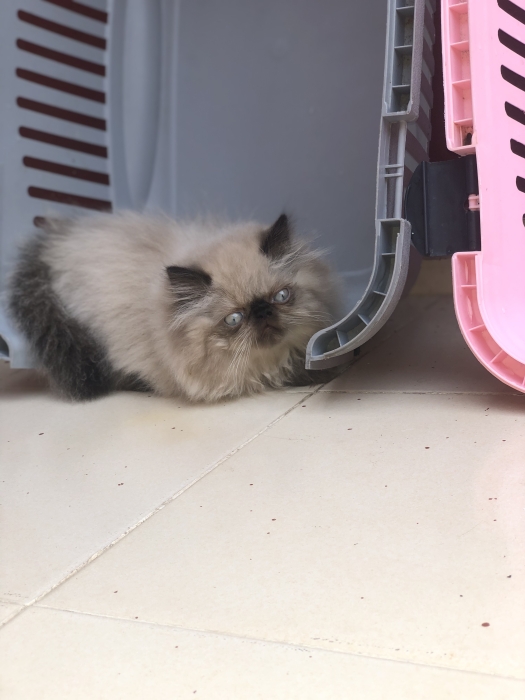 Chaton persan