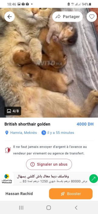 British Shorthair golden