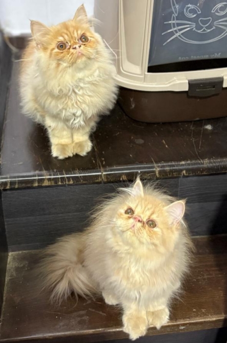 Persan peke face