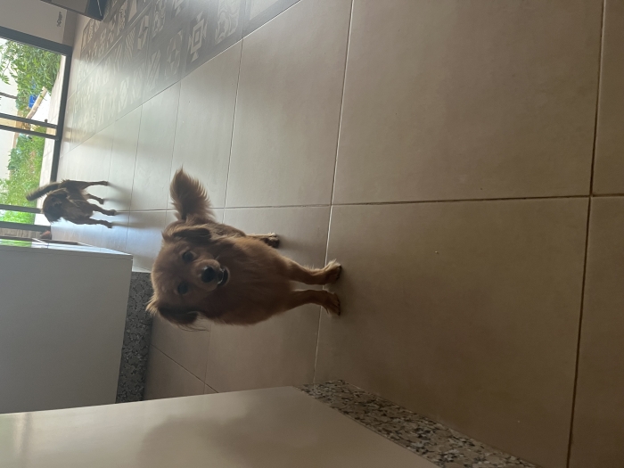 Chihuahua