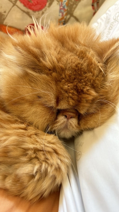 Chat persan pour accouplement