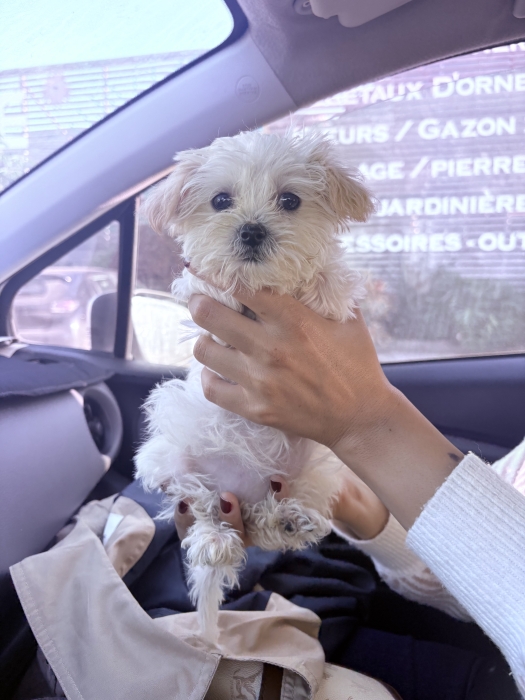 Bichon maltais nain