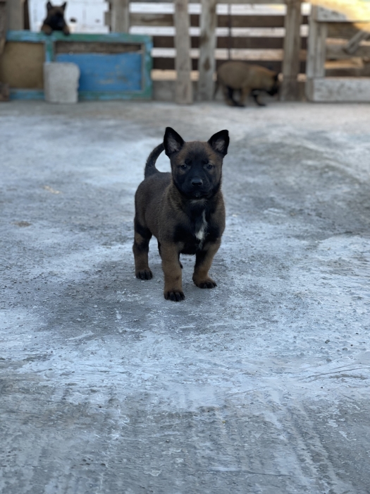Chiots Malinois Pur race