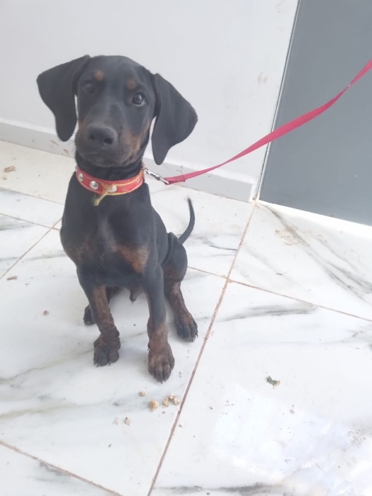 Dobermann