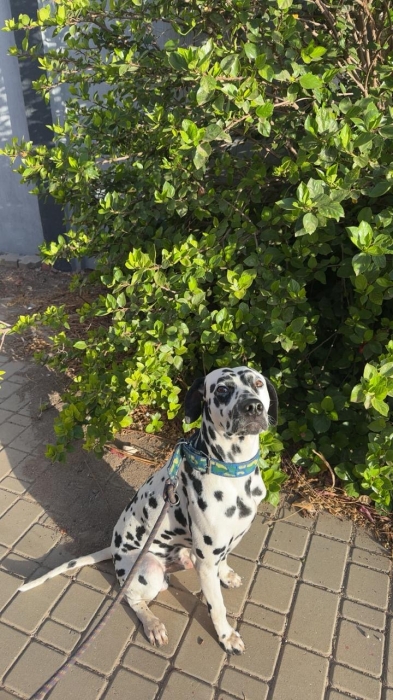 Dalmatien