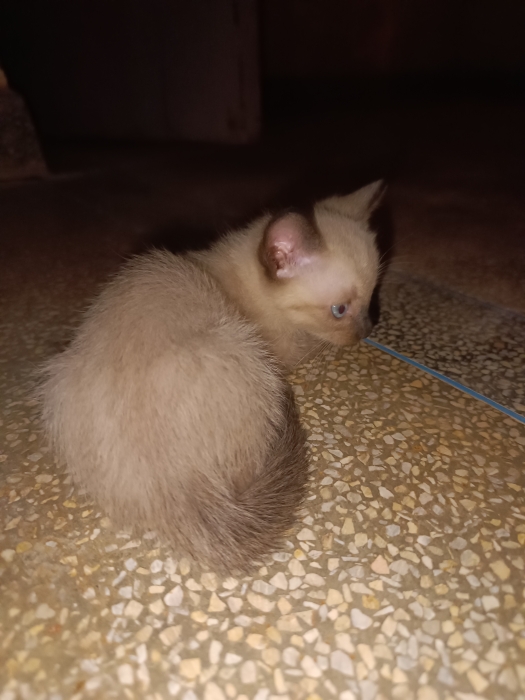 Siamois