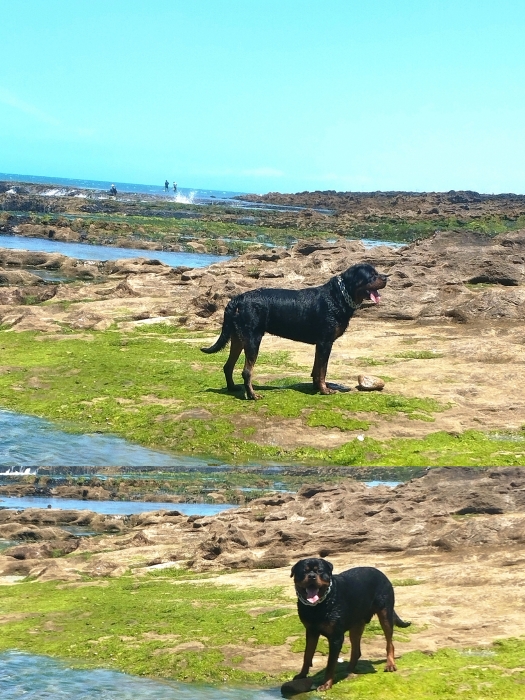 Rottweiler