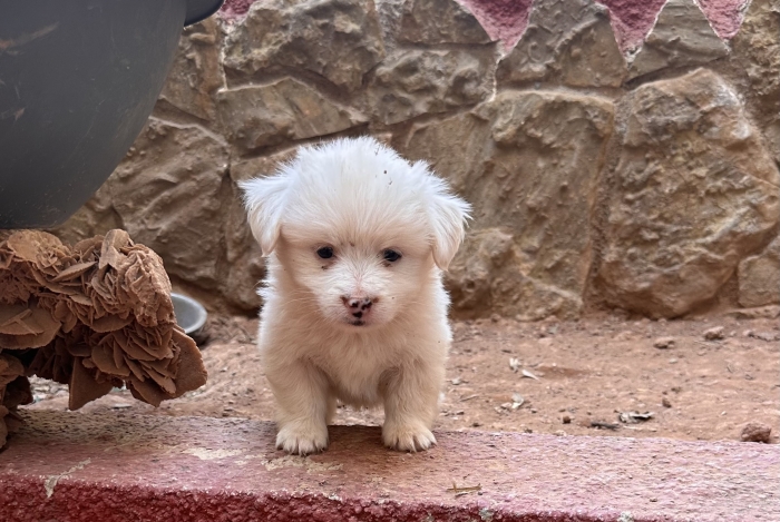 Spitz disponible